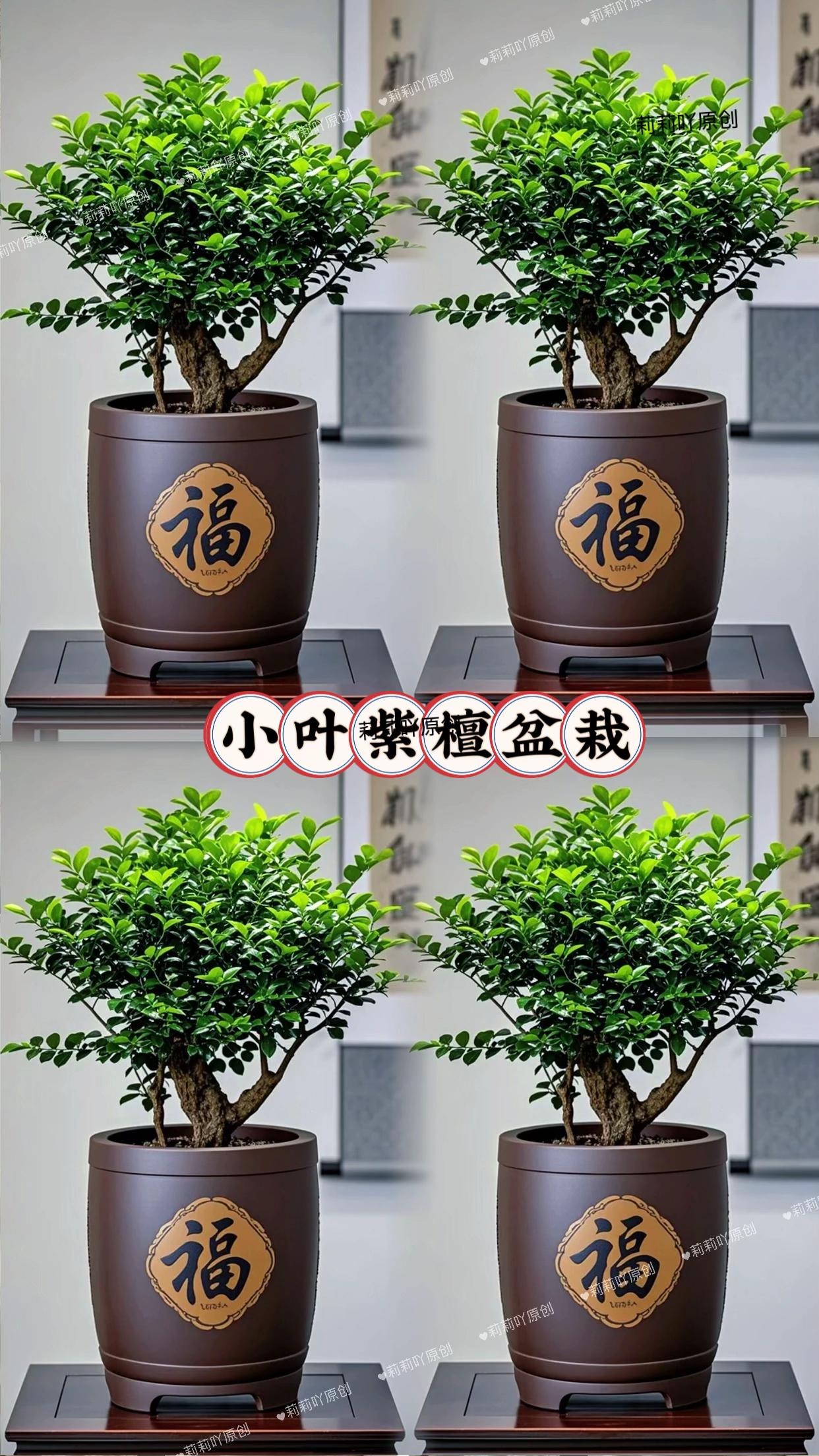 小叶紫檀盆栽。小叶紫檀盆栽:一室东方韵,千年岁月香 若论将千年东方气韵凝于一室,小叶紫檀盆栽当仁不让。它早已超越普通绿植,更似一件会呼吸的活态艺术品。 枝干虬劲嶙峋,如老者筋骨般苍劲,每道深邃纹理都似徐徐展开的山水画卷,沉淀着时光的厚重。温润翠叶层层叠叠、四季常青,为古朴增添了蓬勃生机。 置于书房案头,墨香与紫檀独有的沉水檀韵交融,古意盎然间尽显文人风骨;放于厅堂一隅,则雅趣自生、禅意悠悠,为快节奏的现代生活开辟出宁静致远的角落。 尤为难得的是,它天性耐干喜阴,无需过多照料,便能以独特姿态,将千年古典美学与雅致悄然融入现代家居。 #小叶紫檀盆景 #室内绿植 #精品盆景 #东方美学 #家居摆件