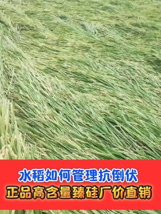 臻硅用的好,水稻抗倒增产少不了 正品高含量臻硅厂价直销,一瓶二十亩#臻硅 #水稻种植 #水稻 #农资肥料 #农业种植