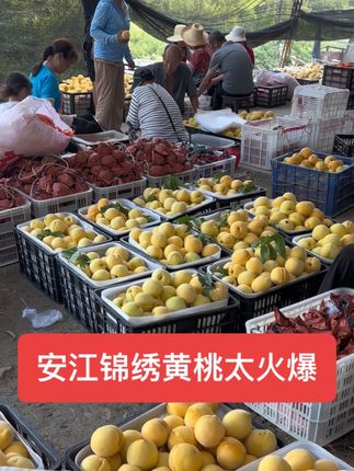 #上热门 果子好吃很重要,喜欢的是过程,采摘的是心情,收获的是快乐#我的农村生活 #水果搬运工 #乡村的生活 #优质农产品
