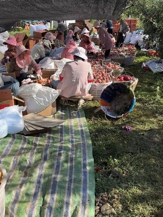 大凉山丑苹果#与辉同行 #与辉同行