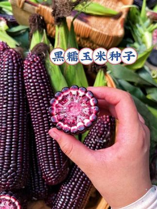 #即梦AI 黑糯玉米种子,开启田园鲜趣时光, ,饱满紧实的黑糯玉米种子,适配多样土壤 。不管是松软菜田,还是小院边角地,播撒后便能静静扎根、萌动生长,新手也能轻松尝试!等收获时,黑糯玉米裹着深紫外皮,油润发亮,像藏着惊喜的“宝藏棒子” 。咬上一口,软糯质地裹着清甜,玉米香在唇齿间慢慢散开,独特风味让人回味!, ,煮着吃时满室生香,烤着吃焦香更诱人,多种吃法,带来不同味觉体验!选这黑糯玉米种子,能收获模样特别、产量不错、口感清甜的玉米,给餐桌加道新美味,或是在种植里找份小乐趣,都很合适!别犹豫,点击下单,让小院长出奇妙滋味~#我的乡村生活 #玉米种子 #优质农产品 #抖音助手助我上热门