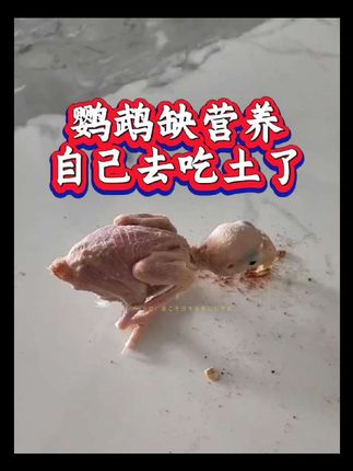 鹦鹉乱啃乱咬找到原因了#鹦鹉 #普及知识 #养鸟 #涨见识