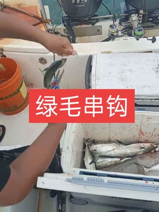 是谁说的绿毛钓鲅鱼不好用的😜#海钓 #船钓#串钩#钓鱼的乐趣只有钓鱼人懂