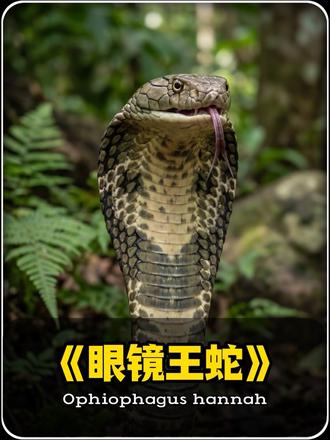 第14集 |东南亚雨林以同类为食的眼镜王蛇! 画面可能引人不适,慎入!#引人不适请谨慎观看 #眼镜王蛇 #生物科普 #科普 #蛇