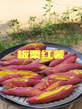 2025头茬板栗红薯来啦!蒸好个个裂皮开花,像藏了一肚子蜜的小太阳~ 粉糯得能抿出沙,混着板栗的醇厚香,甜到心尖却不腻。这口自然熟的暖甜,错过真要等明年!#红薯 ##优质农产品 #软糯香甜 #新鲜红薯 #板栗红薯