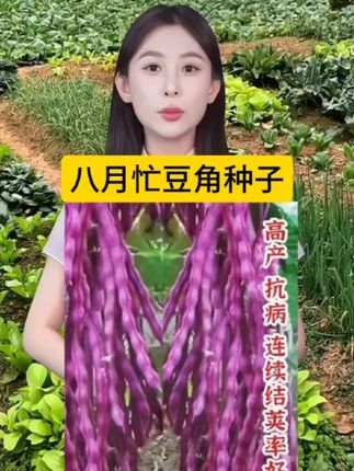 #八月忙豆角种子 #豆角种植 #蔬菜种子 #在家种菜 #优质农产品