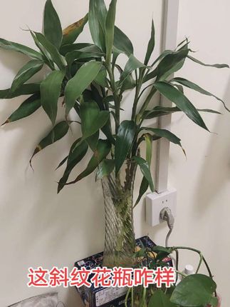 好看的花瓶来啦。养花养富贵竹都很方便。多大尺码都有。#爱生活爱养花 #室内绿植 #看过来