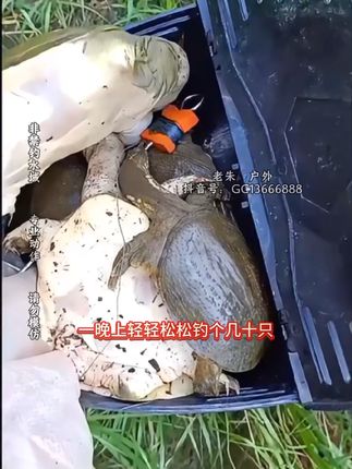 #钓甲鱼 #甲鱼诱食剂 #钓甲鱼教学 #真实户外