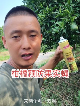 柑橘种植 有到了柑橘果实蝇高发季节 老板们还在为果实蝇预防而烦恼吗?给大家推介的这款诱粘剂我自己果园都在用 效果看的见 经济实惠 不信你们试试就知道了#柑橘种植 @DOU+小助手 #果实蝇 #果树管理