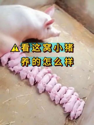 看看着窝小猪养的怎么样#小猪拉希 #试试这个方法 #自繁自养 #养猪人 #加油干吧