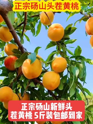 头茬砀山黄桃来啦!5斤整箱新鲜现摘,个个饱满大颗,毛茸茸的外皮裹着蜜甜果肉。当季应季的汁水炸弹,咬一口爆汁甜润,包邮到家的新鲜,错过等一年~