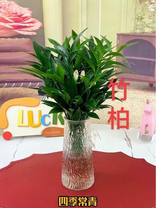 水培竹柏驱蚊竹水养盆栽绿植 客厅办公好养四季常青懒人好养绿植#室内绿植 #净化空气 #好物推荐🔥 #竹柏 #竹柏又叫驱蚊竹