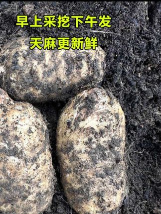 #上热门 昭通天麻产地直销云南小草坝原生态天麻高山乌天麻仿野生新鲜天麻#天麻