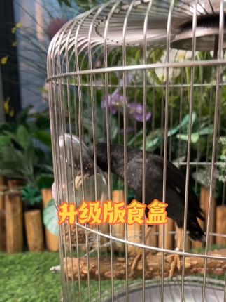#鸟用品 #养鸟经验分享 升级版防甩防撒食盒