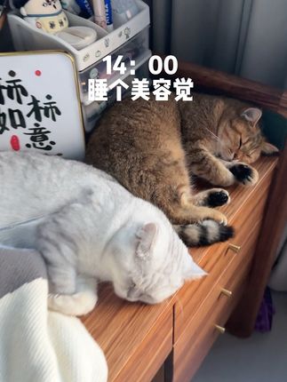 家里三只小猫咪高能量的一天#毛孩子的日常 #养猫 #宠物清洁
