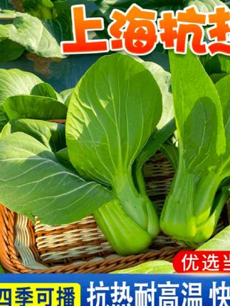 厂家正品绿娜青梗菜抗热605青菜种子 夏季耐热阳台蔬菜
