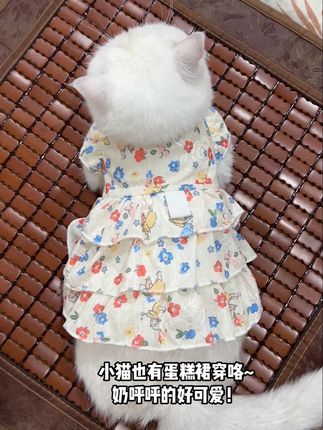好像一块奶油小蛋糕~ #猫咪衣服 #宠物衣服 #小猫咪也是需要打扮的 #萌宠好物