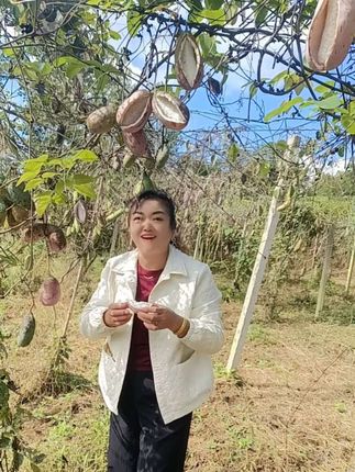 我们农村就是好,想吃哪样地里找,瓜瓜捏枣都是宝,吃了健康身体好呀,有想吃的亲友们,赶快来吧!