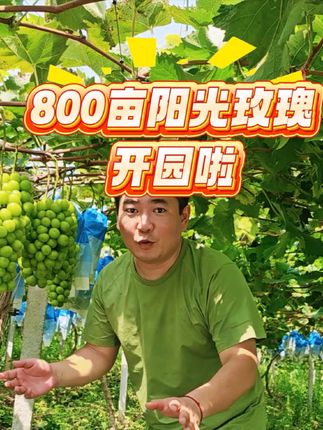 800亩阳光玫瑰产区,今天上市开园啦,果子又脆又甜,给大家便宜发好不好#阳光玫瑰葡萄 #优质农产品 #抖音助农 #抖音新农人 #优质水果