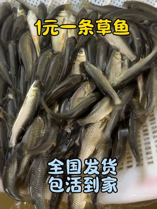 长身草鱼苗,可以放鱼塘,水库,鱼缸,稻田养殖
