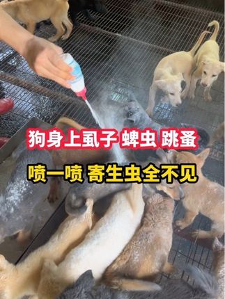狗狗体表跳蚤 蜱虫 虱子,我们可以用这款驱虫 粉剂往狗狗身上喷一喷#狗狗驱虫大作战 #养狗人#科学养宠攻略#养狗经验分享 #狗狗