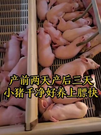 #养猪人#母猪#仔猪黄白#过奶止利康#养猪知识