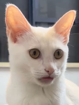 咪的师傅曾经名震江湖但如今销声匿迹,咪在闯荡江湖的时候对外出招都会被问一句:“这招谁教你的”#猫咪#猥琐