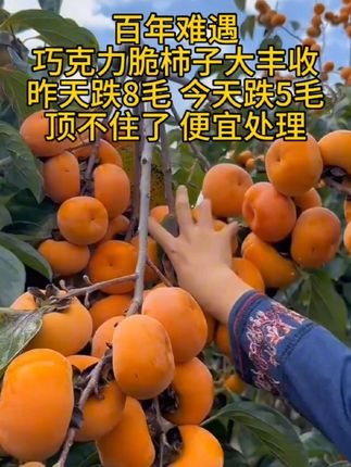 #云南巧克力脆柿子 #脆甜好吃#新鲜应季水果#超便宜超划算 #柿子