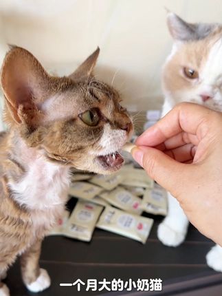 一个月大的小奶猫就可以吃了,快快安排起来!#麦富迪冻干羊奶棒#猫咪冻干#科学养宠攻略 #养猫新手