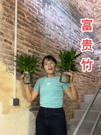 富贵竹 吉祥如意含义好#富贵竹 #好物推荐🔥