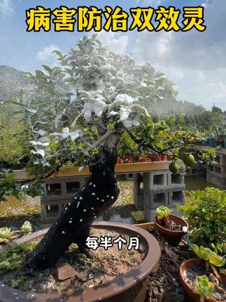 就是这个养#金弹子 的法宝,每半个月给你的金弹子喷一喷,防治#真菌病害 #金弹子盆景养护方法 #园艺生活