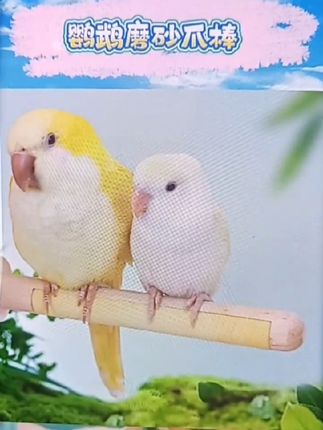 家里有牡丹、玄凤鹦鹉的宝子看过来呀,鹦鹉磨砂磨爪棒太实用啦!能帮小鸟磨磨爪子和嘴巴,防止过长。还是超棒的站台玩具,让小鸟有地方站着玩耍,颜色也超好看,给鸟笼增色不少。#鹦鹉磨砂磨爪棒 #小鸟磨牙棒 #鹦鹉玩具 #萌宠好物 #鸟笼配件