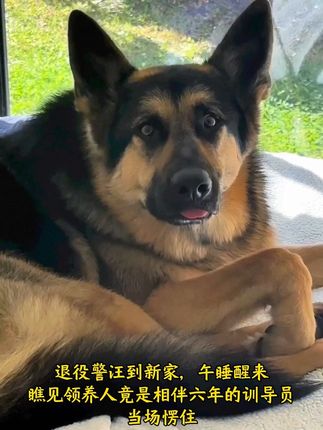 退役警汪到新家,午睡醒来瞧见领养人竟是相伴六年的训导员,当场愣住#德牧 #萌宠出道计划 #养狗经验分享 #狗狗的心思都写在脸上了 #汪星萌主