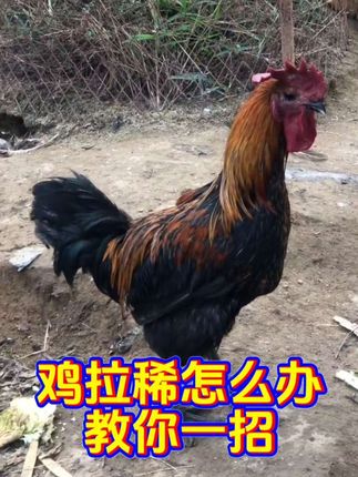 #农村养殖户 #养鸡技术 #三农养殖 #养鸡小妙招 #养鸡知识