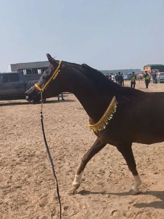 #阿拉伯马 #阿拉伯马的魅力 #展示笼头 #马术装备推荐