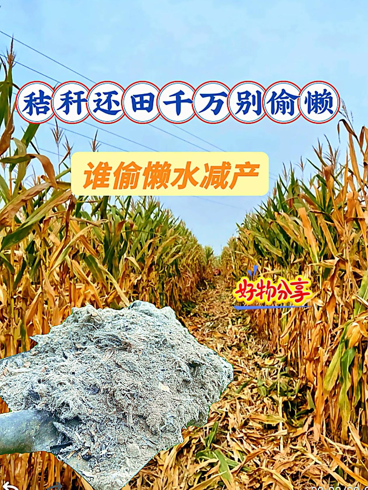秸秆还田千万别偷懒,谁偷懒谁减产#三农种植 #关注三农 #农业种植 #农技推广