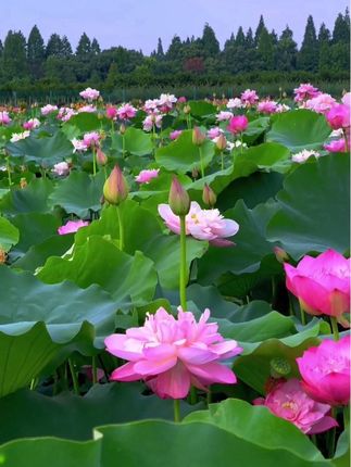 #跟着穿搭博主学穿搭真的有用 #一周素颜通勤穿搭 #早秋中性风穿搭 #小个子女生的夏日通勤穿搭 #用基础款玩转一周穿搭