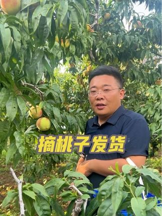 寒露蜜桃,一桃两吃,硬着吃清甜爽口,软着吃软糯香甜#三农#三农流量扶持计划 #桃子