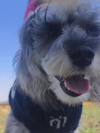 汪汪队立大功,狗界体育生#给我擦皮鞋 #麦地 #雪纳瑞