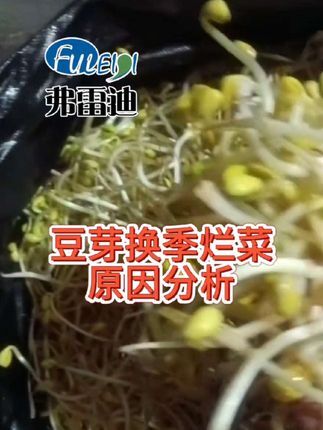 豆芽换季出现烂菜问题该怎么解决?最近很多客户来咨询豆芽老是坏,烂根,根部发红,消毒控温是关键#豆芽烂菜 #豆芽消毒剂 #豆芽烂根