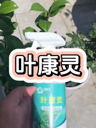 #月季 出现黄叶黑斑,叶片一碰就掉,这是真菌病害引起的,用它喷一喷,过不了多久枝繁叶茂绿油油 #月季养护 #病害防治 #叶康灵 #贝可施叶康灵