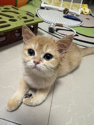 哈基米就喜欢摇篮#萌宠 #宠物出道计划 #猫咪🐈 #超级可爱的小猫咪