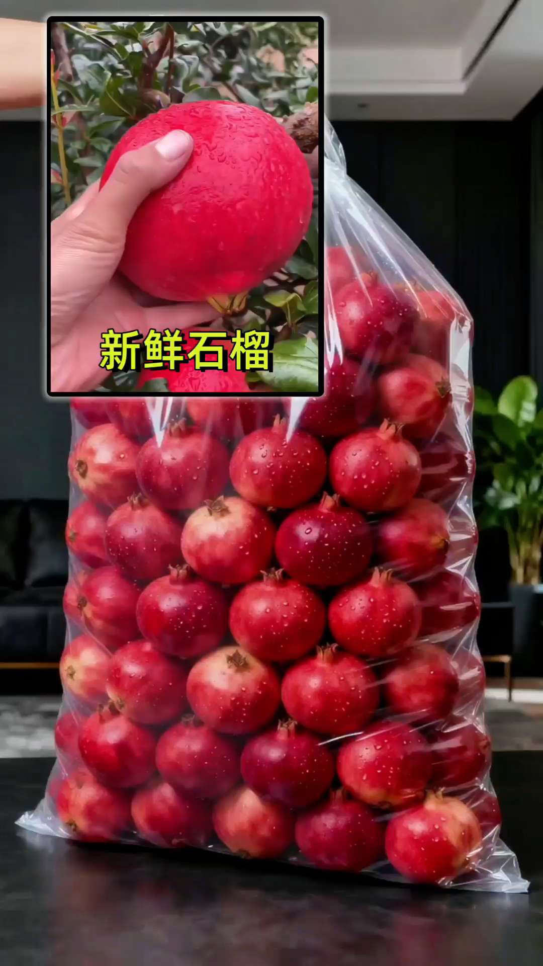 新鲜突尼斯软籽石榴,鲜甜多汁,价格便宜又好吃#应季水果 #软籽石榴 #突尼斯软籽石榴 #优质水果 #石榴 @DOU+上热门 @DOU+小助手 @抖加🔥上热门🔥dou+🔥热点宝
