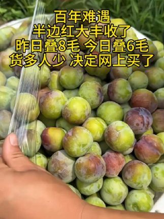 #半边红李子大丰收了#半边红李子熟了 #现摘现发新鲜到家 #新鲜采摘新鲜发货 #新鲜应季水果
