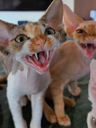 告诉我,你的第一反应是什么? #萌宠出道计划 #我家猫天天嗷呜叫 #一床二猫 #北京德文 #上海德文卷毛猫