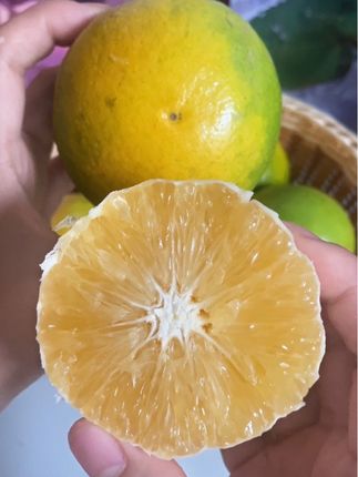 云南正宗哀牢山新鲜橙子,一口咬下汁水四溢!#哀牢山冰糖橙#冰糖橙#优质农产品 #橙子#应季水果
