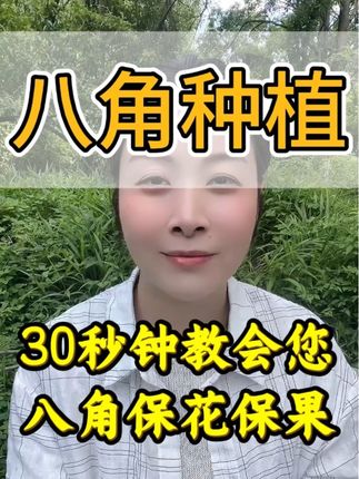 30秒钟教会您如何给八角保花保果#八角种植#八角高产