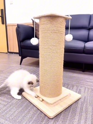 #萌宠 #宠物用品#猫抓板#猫抓板柱