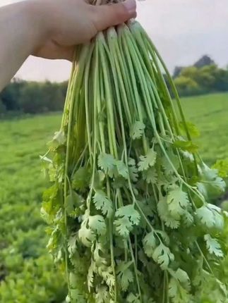 又到了种植香菜的时期了。一定要试试这个大叶香菜,生长快#香菜 #香菜种植 #小菜园 #纯天然 #香菜香菜