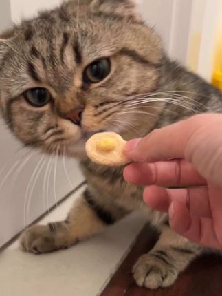 一秒起身😂#干饭最积极的小猫 #吃货猫